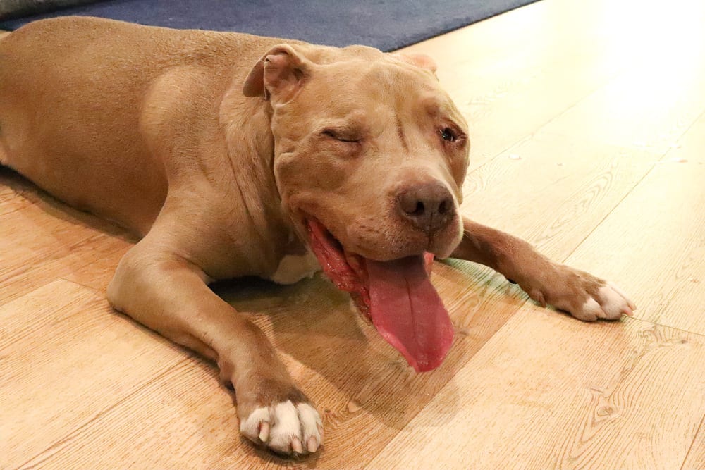 Photo of Kieran, adoptable senior Pit Bull Terrier in Beaumont, California