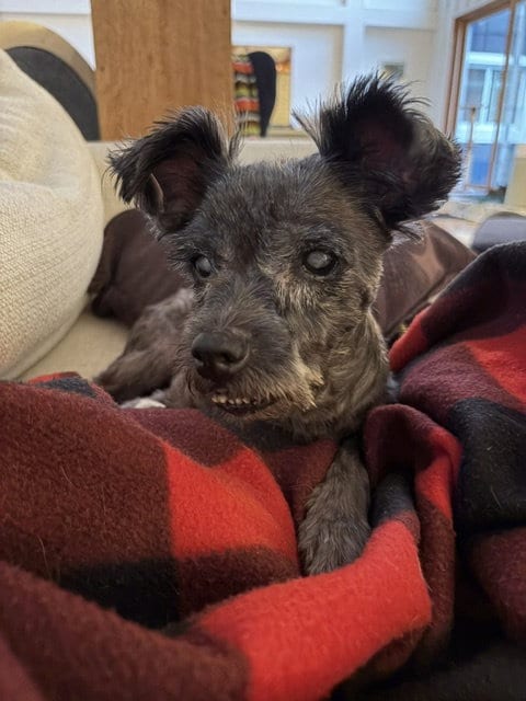 Photo of Izzy, adoptable senior Miniature Schnauzer in Holland, Michigan