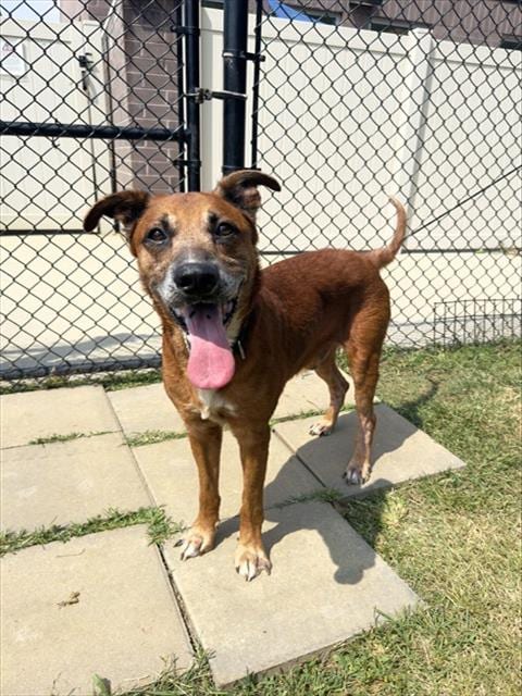 Photo of Happy, adoptable senior German Shepherd Dog in Haw River, North Carolina