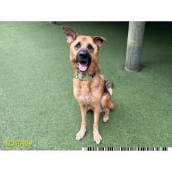 Photo of Salem, adoptable senior Mixed Breed (Medium) in West Palm Beach, Florida