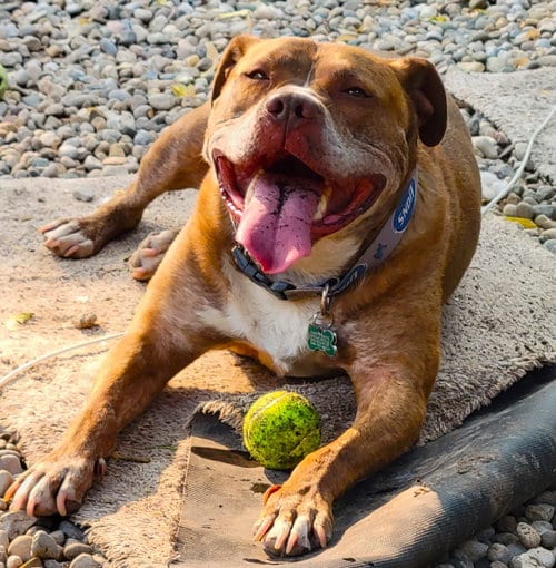 Canelo, adoptable senior Pit Bull Terrier in Livonia, MI