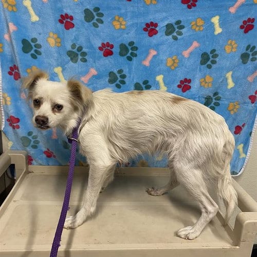Photo of Yuli, adoptable senior Pekingese in Modesto, California