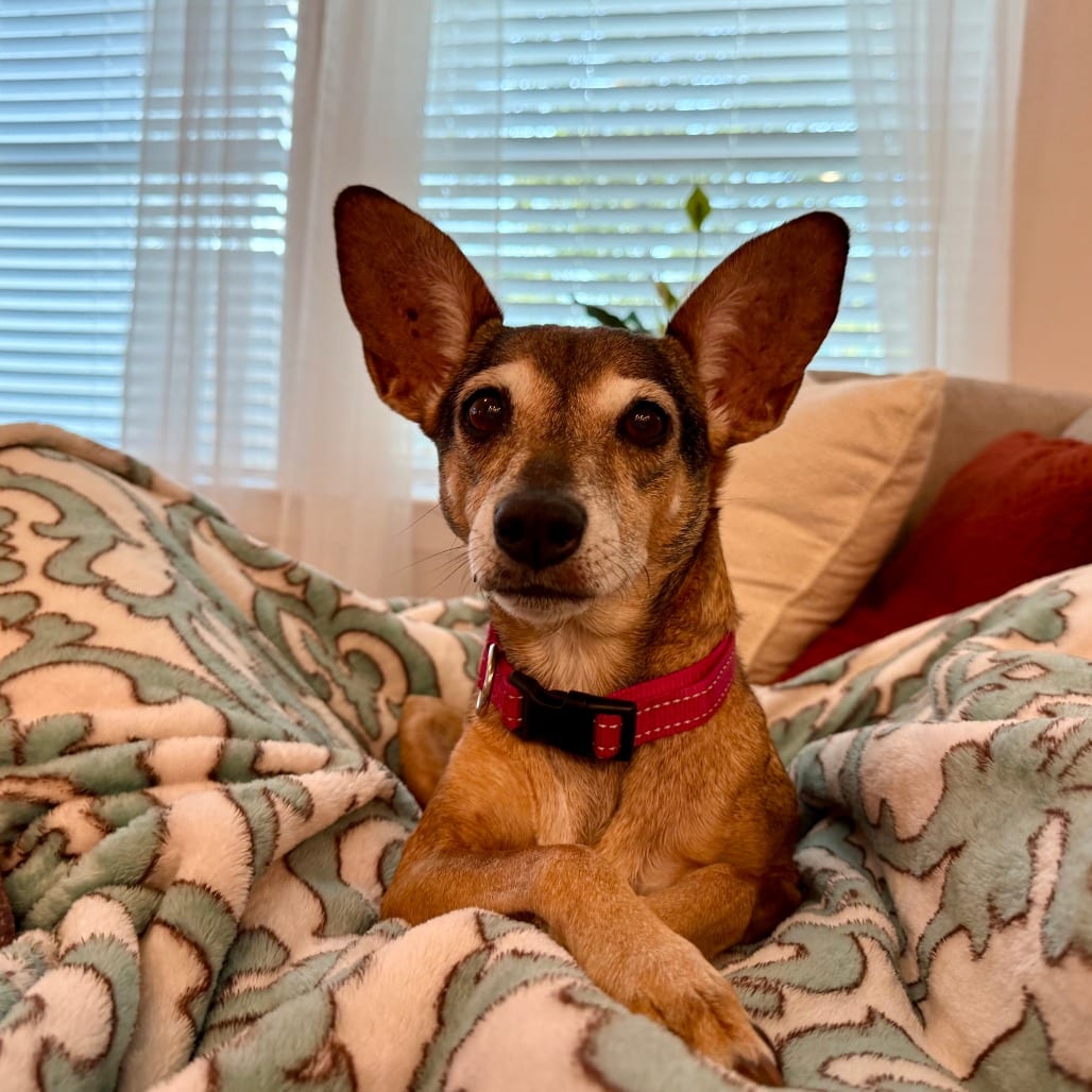 Photo of Alexus, adoptable senior Chihuahua / Terrier in Houston, Texas