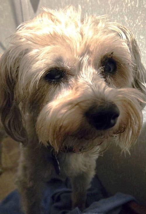 Photo of Kym's Lulu TX, adoptable senior Maltese in Boonton, New Jersey