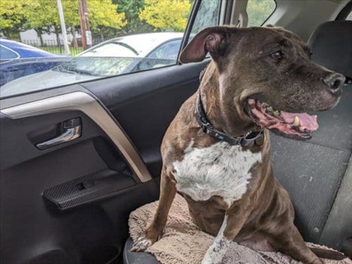 Photo of Mocha, adoptable senior American Pit Bull Terrier in Derwood, Maryland