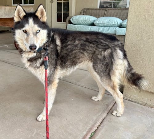 Photo of Molly #13, adoptable senior Husky in Chandler, Arizona