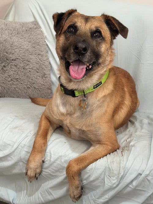 Simba Lonestar, adoptable senior Black Mouth Cur in Rockaway, NJ
