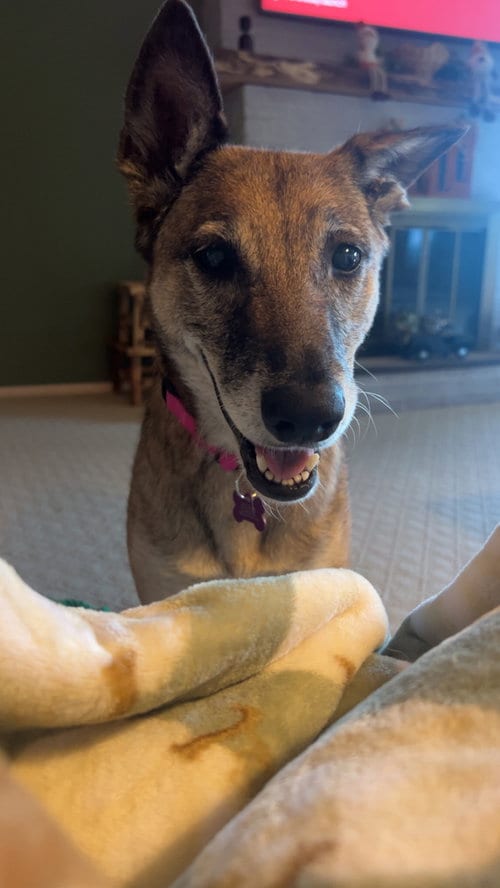Photo of Celia - Located in PA, adoptable senior Belgian Shepherd Malinois in Imlay City, Michigan