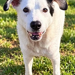 Photo of Wooda, adoptable senior Labrador Retriever in East Ridge, Tennessee
