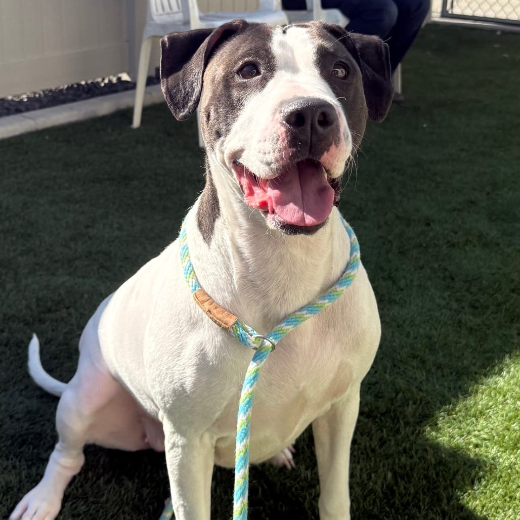 Photo of Clover CDAC 26C44489, adoptable senior Terrier, Pit Bull in Hayden, Idaho
