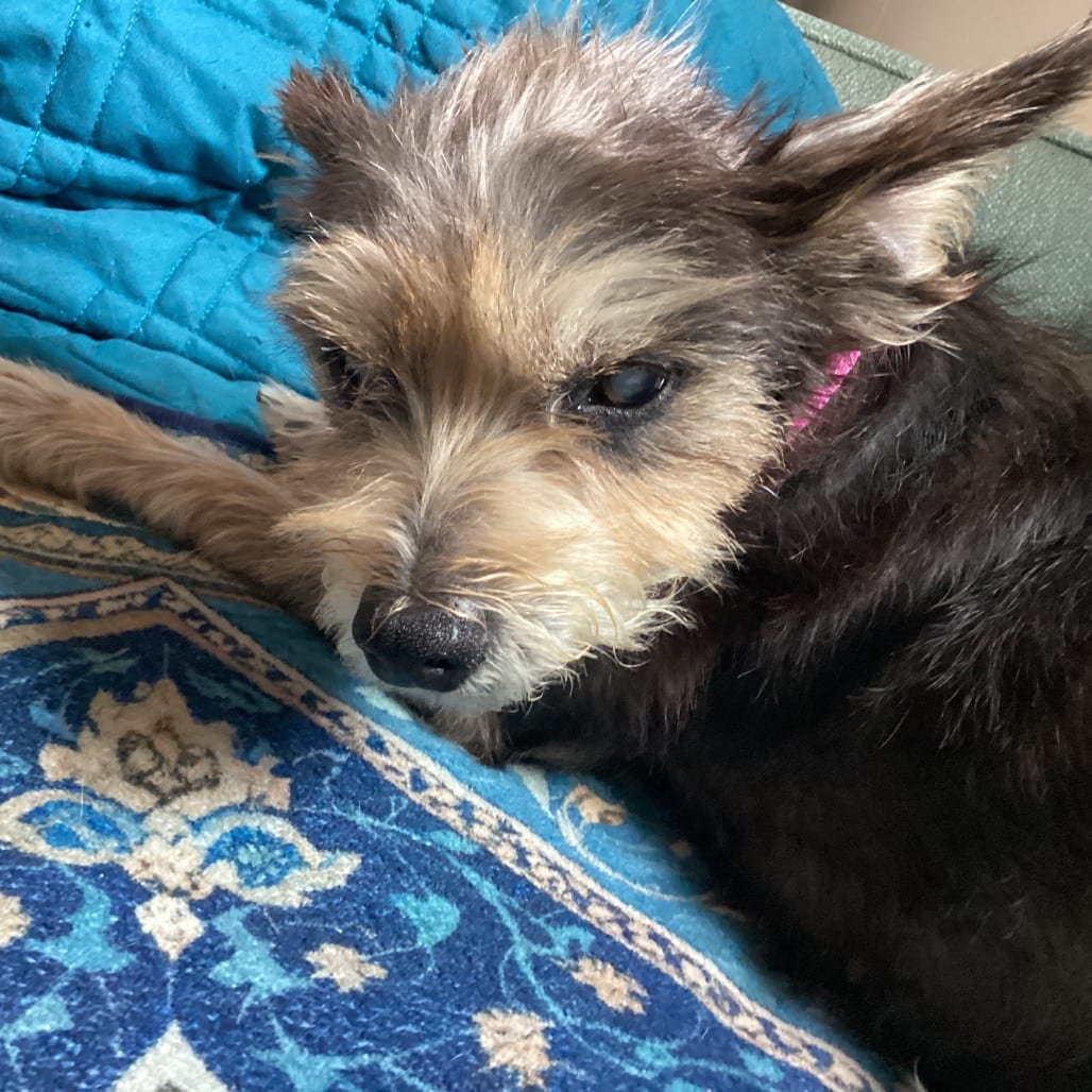 Photo of Bailey Too, adoptable senior Schnauzer, Miniature