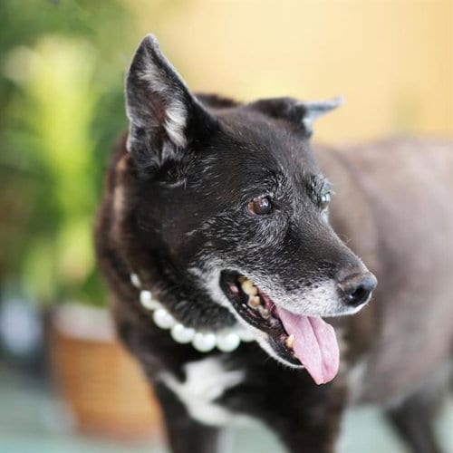 Photo of Dakota, adoptable senior German Shepherd Dog in Albuquerque, New Mexico