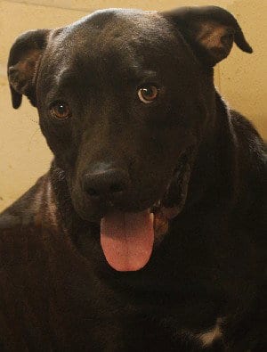 Buck, adoptable senior Labrador Retriever in Savannah, MO