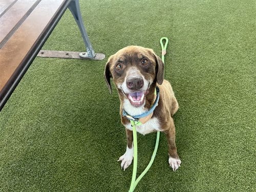 Photo of Tatum, adoptable senior Beagle in Waco, Texas