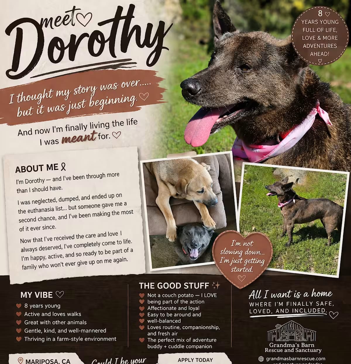 Photo of Dorothy *UNDERDOGZ, adoptable senior Australian Kelpie in Sparks, Nevada