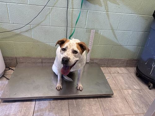 Photo of Rosie, adoptable senior American Staffordshire Terrier in Grand Prairie, Texas