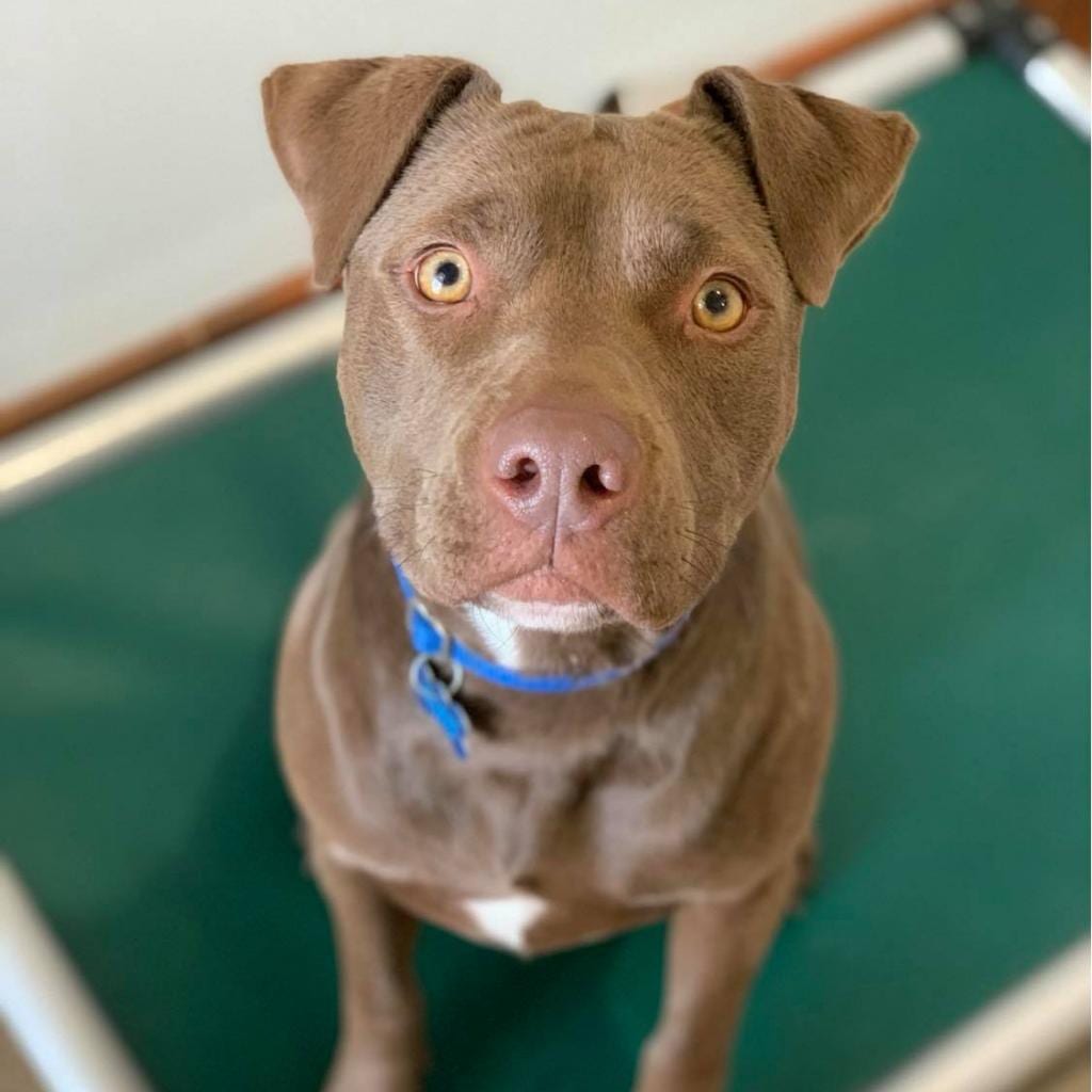 Photo of Caravel, adoptable senior Terrier, American Pit Bull in Kanab, Utah