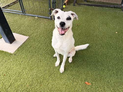Photo of Bonita, adoptable senior Border Collie in Garland, Texas