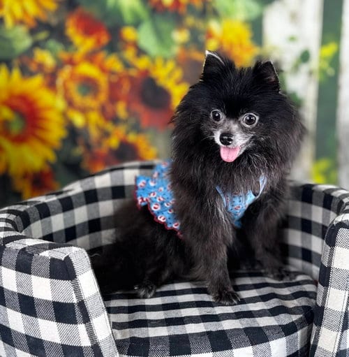 Photo of Hanna, adoptable senior Pomeranian in Garland, Texas