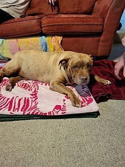 Photo of Mason, adoptable senior dog in Dana Point, California