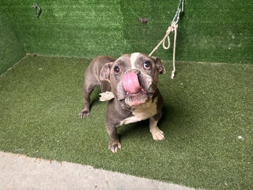 Photo of Mr. Cloud, adoptable senior Bulldog in Lancaster, California