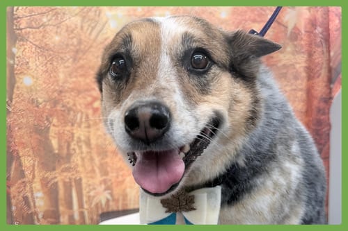 Photo of Zoe, adoptable senior Australian Cattle Dog/Blue Heeler in Amherst, Massachusetts