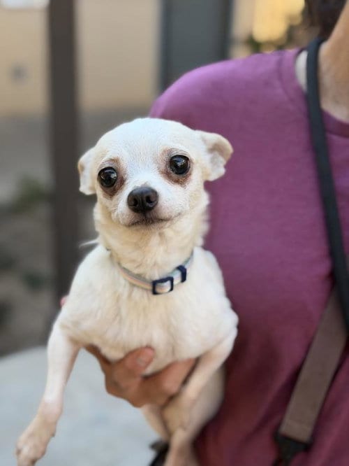 Photo of Gummy, adoptable senior Chihuahua in Lompoc, California