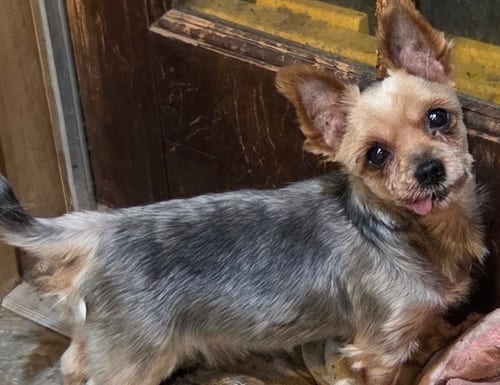 Photo of Honey Bunny, adoptable senior Yorkshire Terrier Yorkie in Atlanta, Georgia