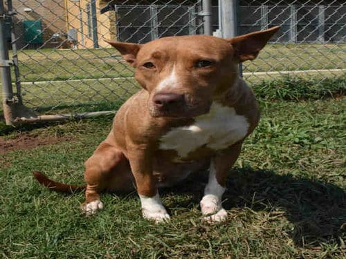 NYMERIA, adoptable senior Pit Bull Terrier in Norman, OK