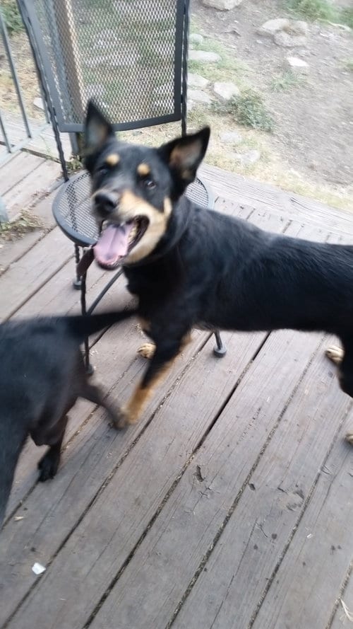 Hudson, adoptable senior Border Collie in Pipe Creek, TX