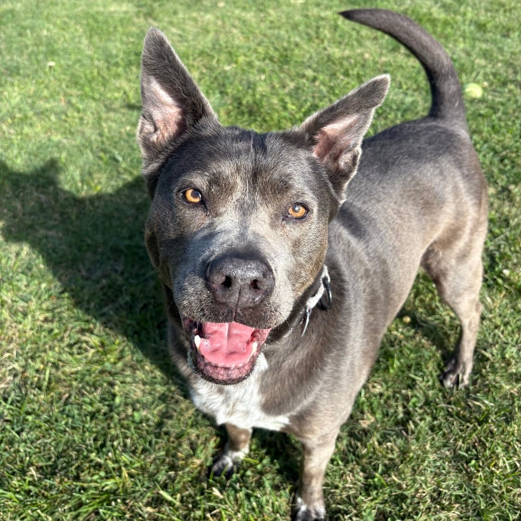 Photo of Marilyn, adoptable senior Mixed Breed (Medium) in Medford, Oregon