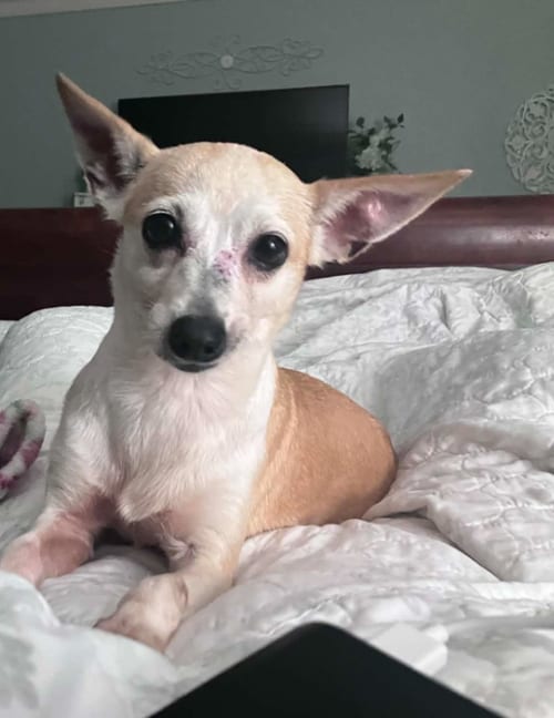 Photo of Ginger in TX, adoptable senior Chihuahua in Cranston, Rhode Island