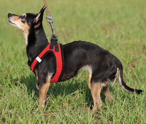 Photo of Dorothy, adoptable senior Miniature Pinscher in North Fort Myers, Florida