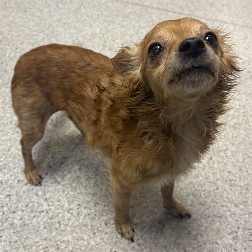 Photo of Mikey, adoptable senior Chihuahua in Modesto, California