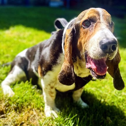 Photo of Tobias, adoptable senior Basset Hound in Milmay, New Jersey