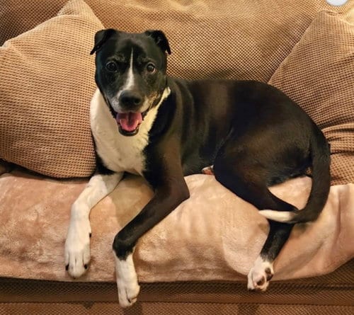 Cylana, adoptable senior Shar Pei in Alpharetta, GA