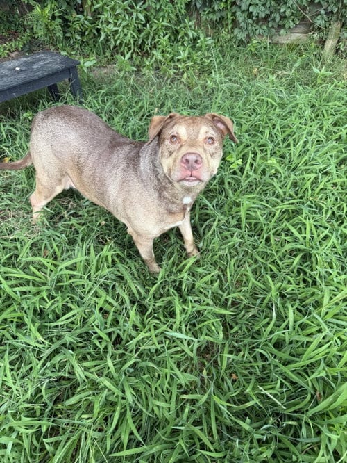 Nehemiah, adoptable senior American Pit Bull Terrier in Jackson, MS