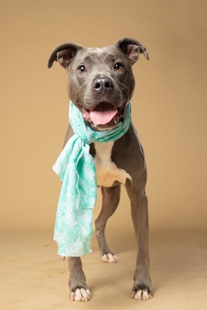 Photo of Martin, adoptable senior dog in Atlanta, Georgia