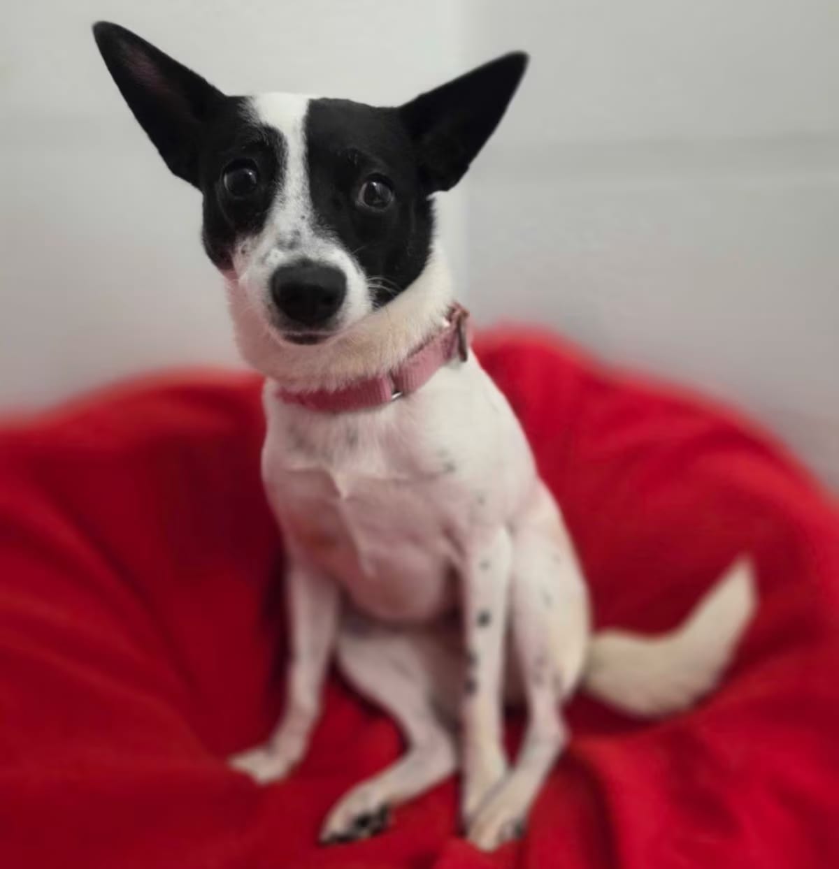 Photo of Izzy, adoptable senior Rat Terrier in New Orleans, Louisiana