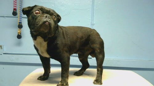 Photo of A5800650, adoptable senior French Bulldog in Gardena, California