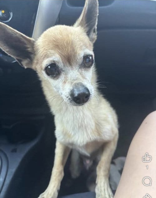Photo of Baylor, adoptable senior Chihuahua in Tracy, California