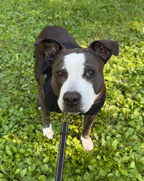 Photo of King (from NYC), adoptable senior American Pit Bull Terrier in Brewster, New York