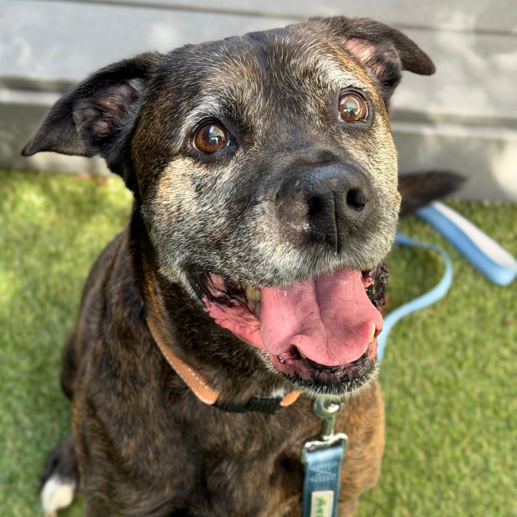 Photo of Caden, adoptable senior Mixed Breed (Large)