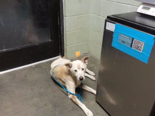 Photo of Blaze, adoptable senior Labrador Retriever in Tulsa, Oklahoma