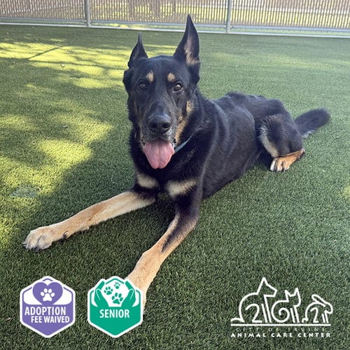 Photo of Bubba, adoptable senior German Shepherd Dog in Irvine, California