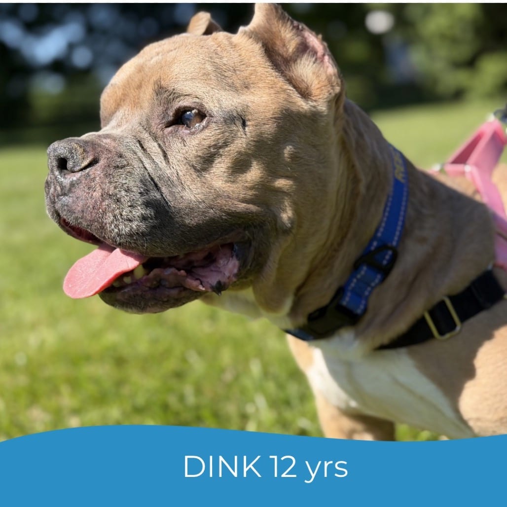 Photo of Dink, adoptable senior Mixed Breed (Medium) in Maryland, Maryland