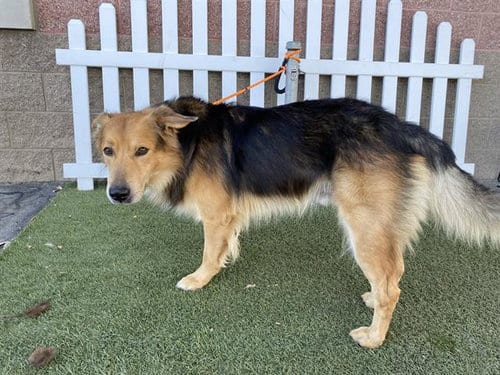 Photo of Buddy, adoptable senior German Shepherd Dog in Modesto, California