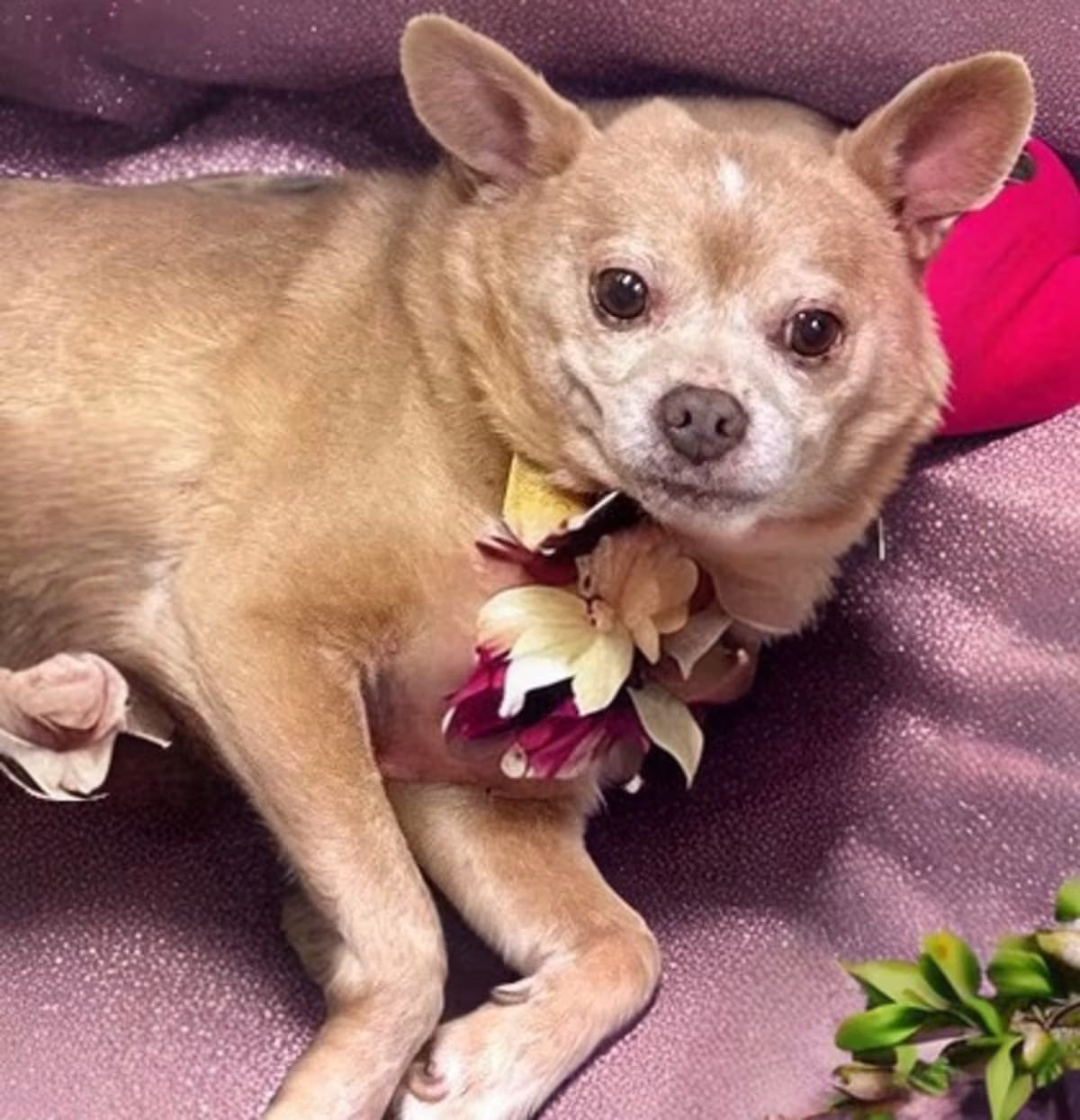 Photo of Michelangelo *A PRIORITY PET, adoptable senior Chihuahua in Columbia, South Carolina