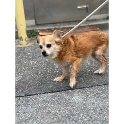 Photo of Spunky, adoptable senior Chihuahua in Wantagh, New York