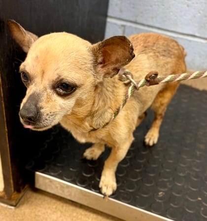 Photo of Polo, adoptable senior dog in Chamblee, Georgia